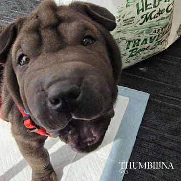 Thumbilina Thumbilina