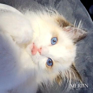 Merlin Merlin