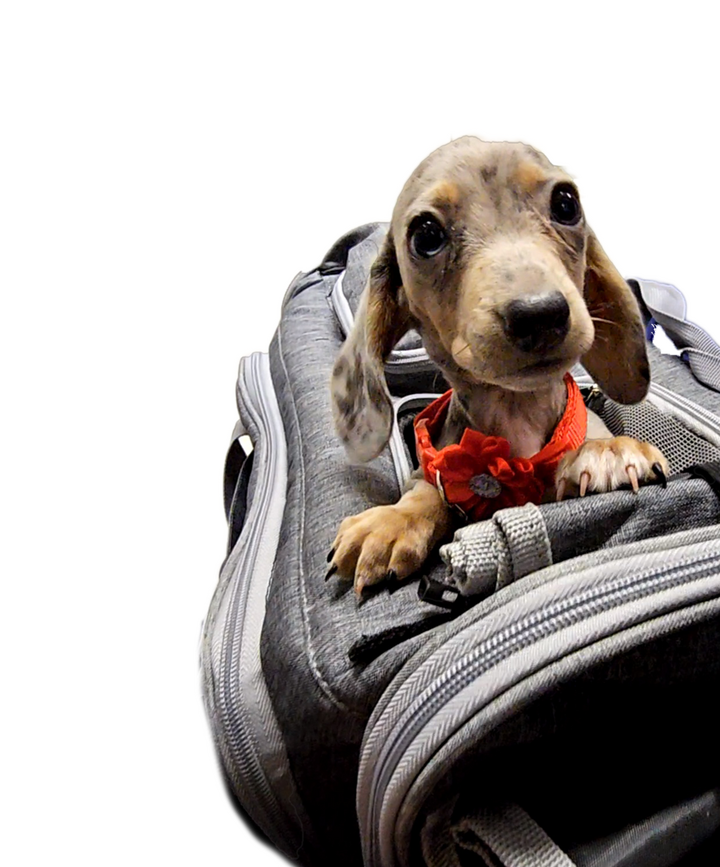 Dachshund Puppy In Carrier